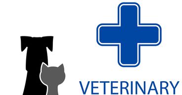 COVID-19 a tailwind for pet care: What does the future hold?