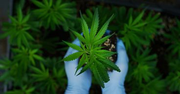 Top 10 cannabis stocks to buy in 2021