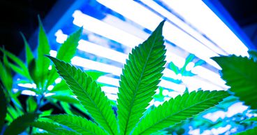 5 hot marijuana stocks to watch