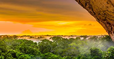No more a carbon sink? How has the Amazon rainforest changed?