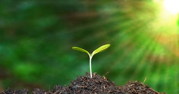 Is planting trees a solution to climate change?