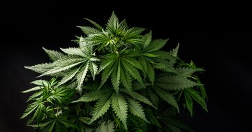 3 medicinal cannabis penny stocks to buy in 2021