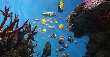 Aussie Scientists discover new way to save Great Barrier Reef