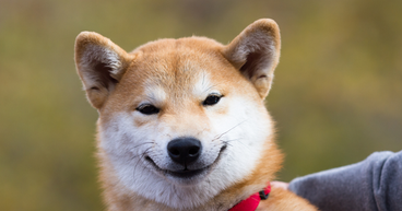 Top Dog: Shiba Inu Tops List of This Weeks Top 5 Best Performing Cryptos
