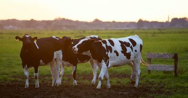 North Australian Cattle Company now has a new owner