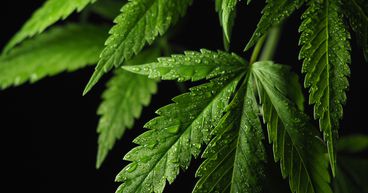 3 penny cannabis stocks to bet on for high returns