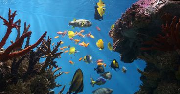 Mass Coral breeding fills Great Barrier Reef with different hues