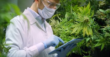 Yearender: Cannabis stocks that stood out in 2021