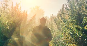 Top 2 cannabis stocks to watch in 2022