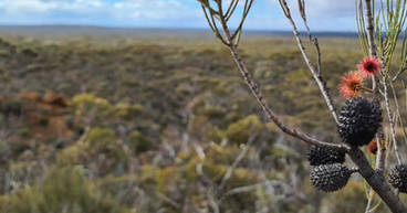 Jindalee sells 70% stake in Prospect Ridge Project to GWR