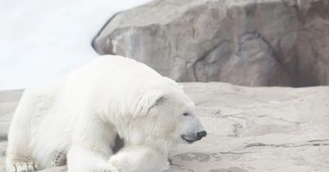 How are Arctic animals in Canada affected by climate change?