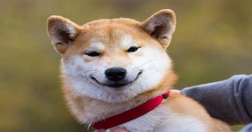 What is in store for Shiba Inu investors in 2022?