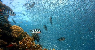 What is the modernized Fisheries Act in Canada?