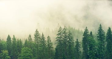 How does Canada’s forestry industry tackle climate change?