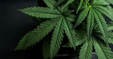 From OGI to GRWG: Top cannabis stocks to explore in March
