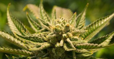 WEED, LOVE, TLRY, XLY & CRON: 5 Canada pot stocks to hold for 10 years