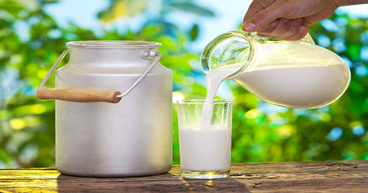 A2M, BGA, AHF: Why are these dairy stocks in focus today