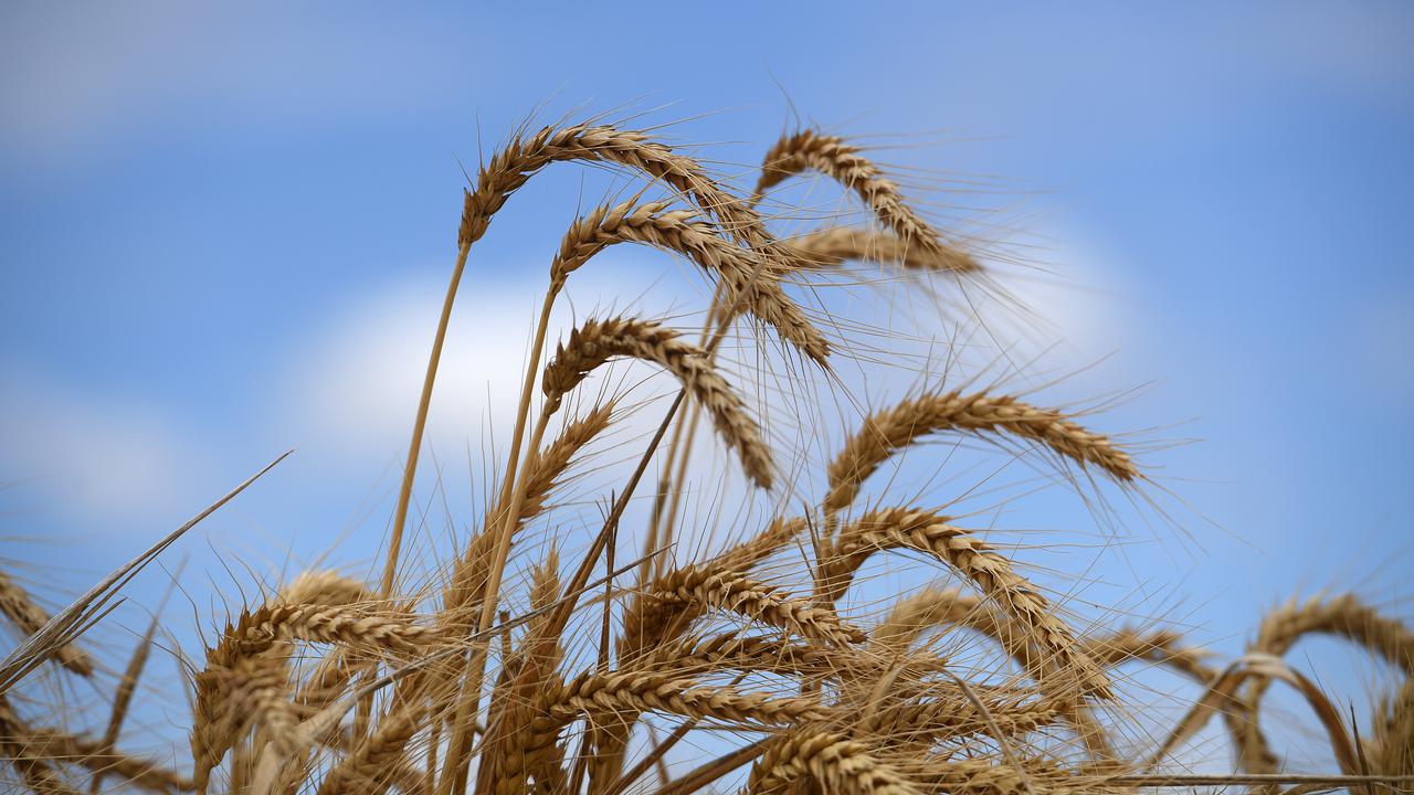 South Australia forecasts record harvest