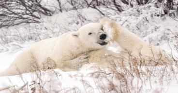 Canada's Hudson Bay polar bear population plummets as climate change warms Arctic