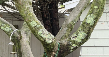 Should you worry about lichens, moss, algae on trees?