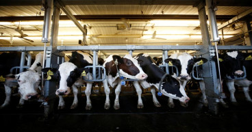 Explainer-Spilt milk? Why are the US and Canada fighting over dairy?