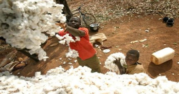 Ivory Coast cotton output to fall 50% in 2022/23, says minister