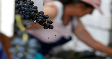 Struggling Bordeaux wine producers offered aid to clear stocks