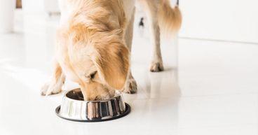 Is Pet Valu Holdings (TSX:PET) Sustaining Its Surge Across TSX and TXCX Performance Metrics?
