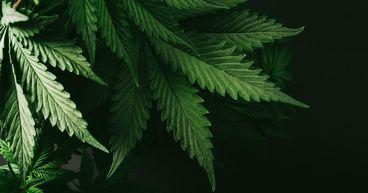 Top Cannabis Penny Stock Insiders Are Eyeing This August