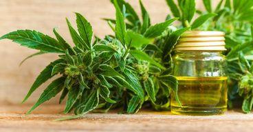ASX Cannabis Stocks Outlook Beyond 2026: Growth, Reform and Exports