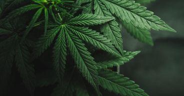Are Cannabis Stocks Heading Downward After Florida's Marijuana Vote?