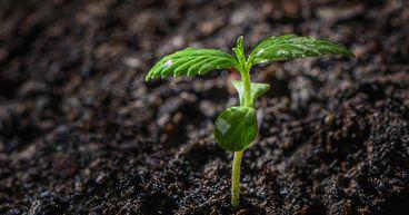 5 US cannabis stocks to watch in November