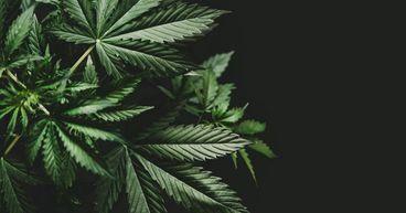 Why Are Cannabis Stocks [FTSE AIM 100 INDEX] in Focus Today?