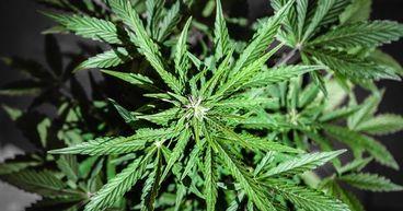 Why Is Little Green Pharma (ASX:LGP) Facing a Cannabis Test?