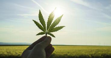 3 European Cannabis Operators Worth Following in 2026