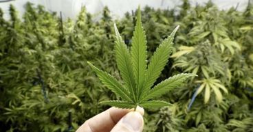 New Marijuana Business Amplifies Australia’s Booming Cannabis Market- 10 Related Stocks