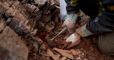 Niuminco announces bonanza grades of gold at Edie Creek