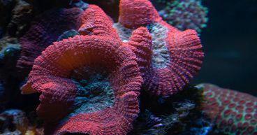 Is Australia on track to save Great Barrier Reef?