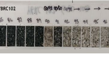Surefire Resources (ASX:SRN) Reports Promising Gold Intersections and Metallurgical Testing at Yidby