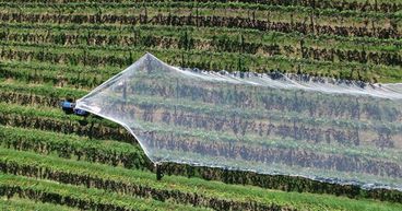 A Glance At 3 ASX AgTech Stocks – ROO, RGI, ABT