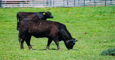 Fonterra (NZX: FGC), Nestlé to set up NZ’s first net-zero dairy farm