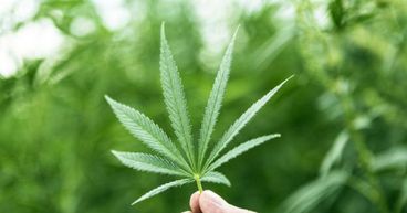 6 Cannabis Stocks - EXL, CAN, RGI, AC8, BDA And MMJ