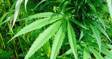 Canberra Has Affectionately Been Dubbed ‘The Weed Capital Of Australia’