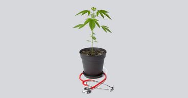 What’s Hot with Cannabis Stocks? Four Stocks to Watch-BOT, THC, AC8, CAN