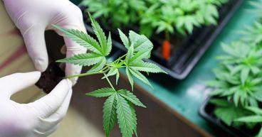 3 London Cannabis Names Quietly Building Medical Markets