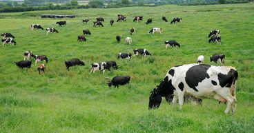 Which are the most famous NZX-listed dairy companies?
