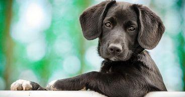 Pets at Home Group (LON:PETS) Gains Momentum as Market Interest Returns