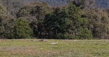 First Au (ASX: FAU) shares jump on ‘major milestone’ at Snowstorm gold project
