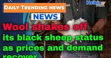 Wool shakes off its black sheep status as prices and demand recover