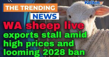 WA sheep live exports stall amid high prices and looming 2028 ban
